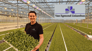 Van Egmond Lisianthus: 'Mprise Agriware maakt onze processen beter  beheersbaar'
