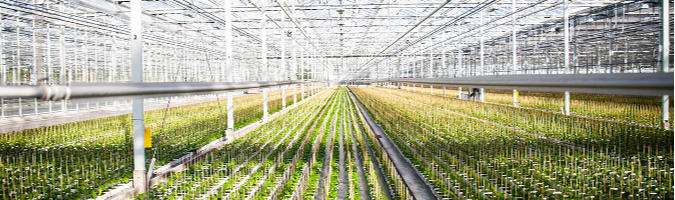 Mprise Agriware - Jonge groenteplanten-1-1