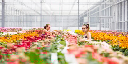 HilverdaFlorist-Greenhouse-Pot-Gerbera-3-e1611061436562