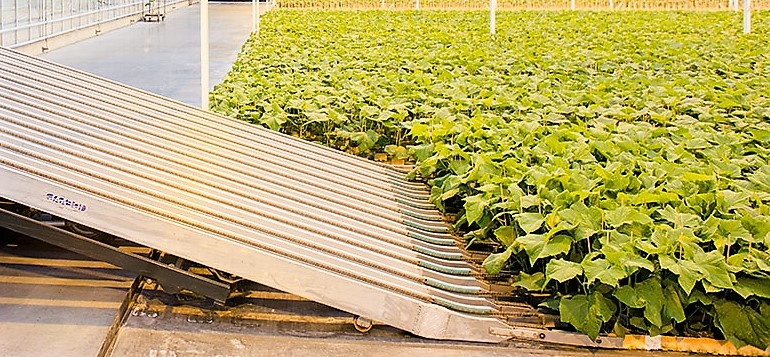 Raap machine jonge groente planten