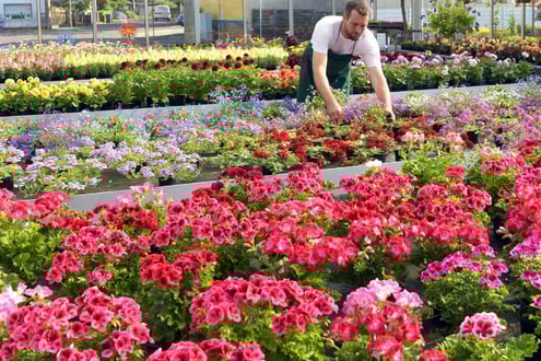 Ornamental growing