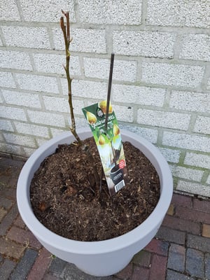 Perenboom Bert