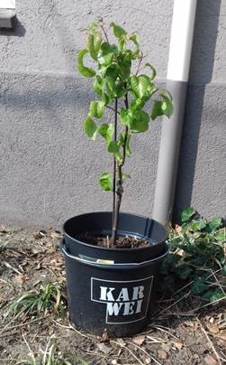 Perenboom Imola