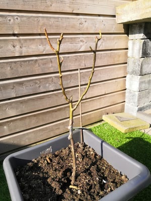 Perenboom Mark B