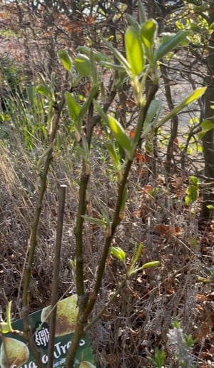 Perenboom Renger