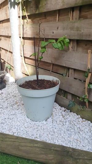 Perenboom Rik