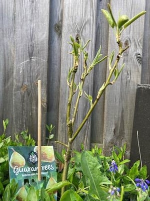 Perenboom Rolf