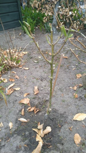 Perenboom Sander
