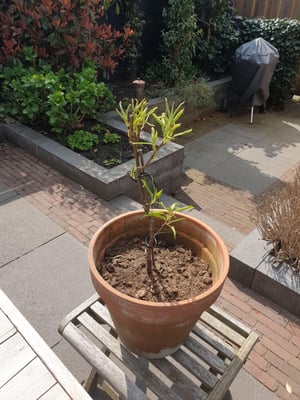 Perenboom Steven