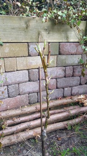 Perenboom Willibrord