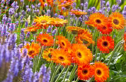 hilverdaflorist-sweet-sunset.min