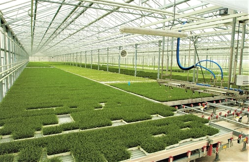 young plants software-1