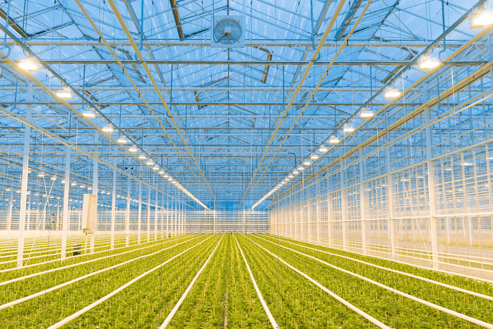 Young plants software