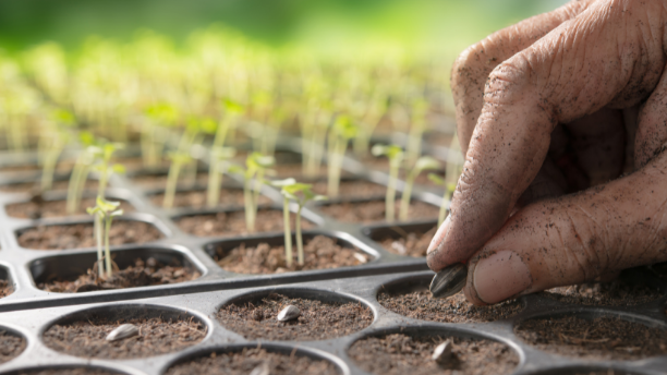Seed Software