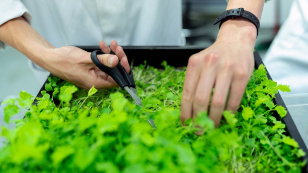 Stekken cuttings