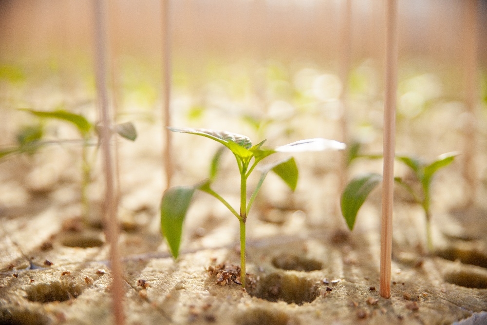 Propagación de plantas jóvenes de hortalizas