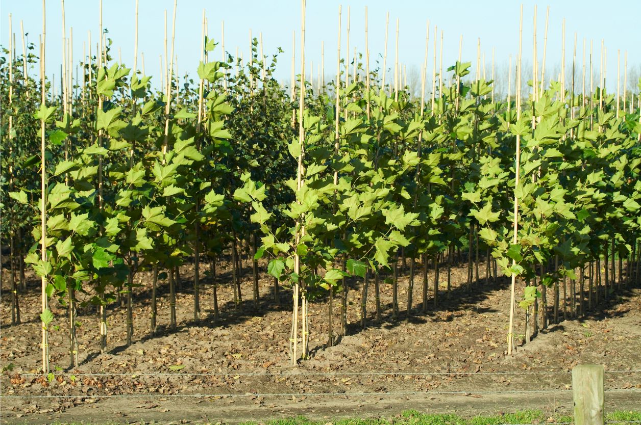 Mprise Agriware - Bomen kwerkerij