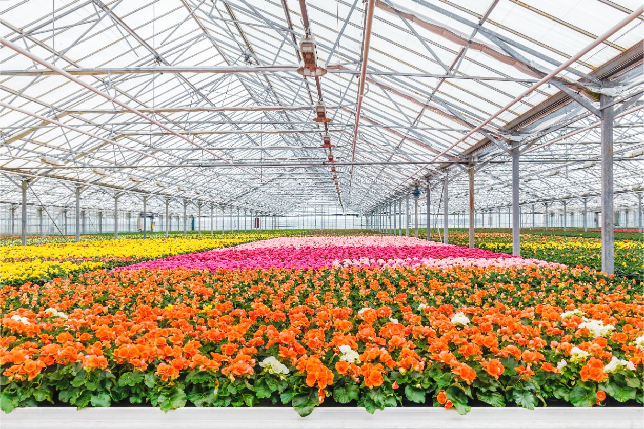 Mprise Agriware - Kas - Sierplanten