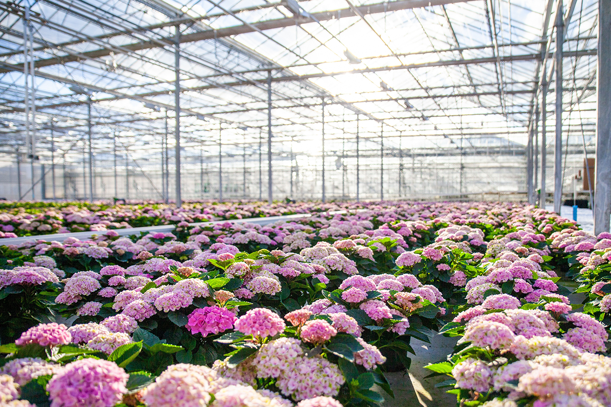 Nieuwe kennissessies automatisering in de tuinbouw!