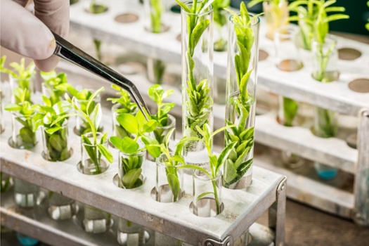 Mprise Agriware - Veredeling Groenteplanten-1