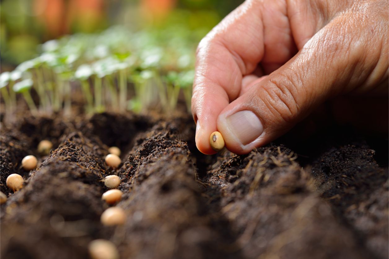 Gartenbau Software für Vermehrung von Gemüsesaatgut