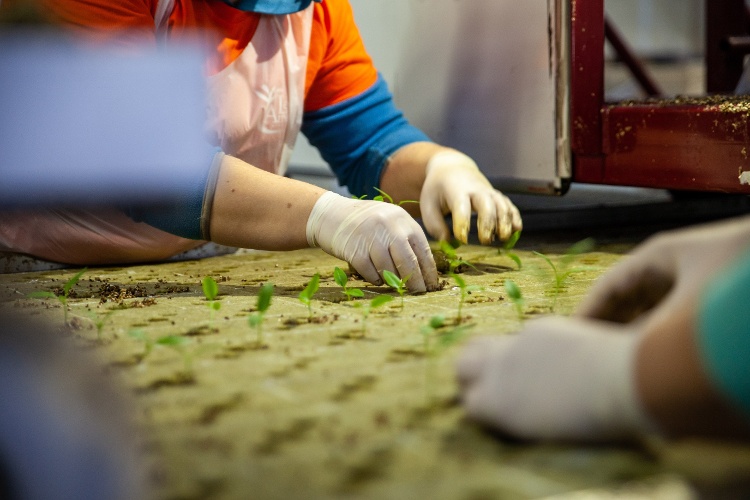 How can I save on labor costs in horticulture?