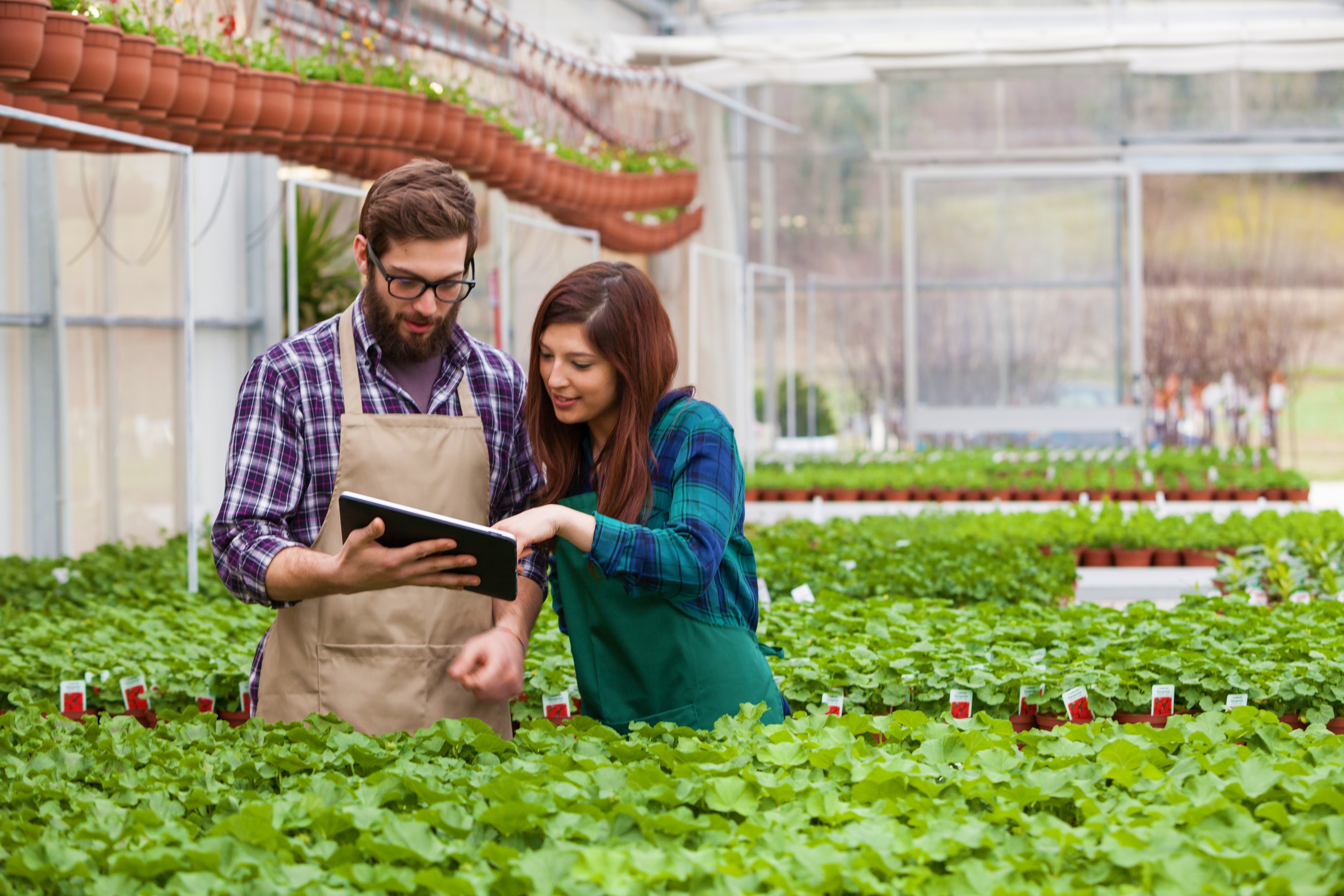 The availability of plants is tricky to monitor. How can software improve sales in greenhouses? 