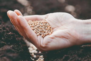 Software for seed multiplication