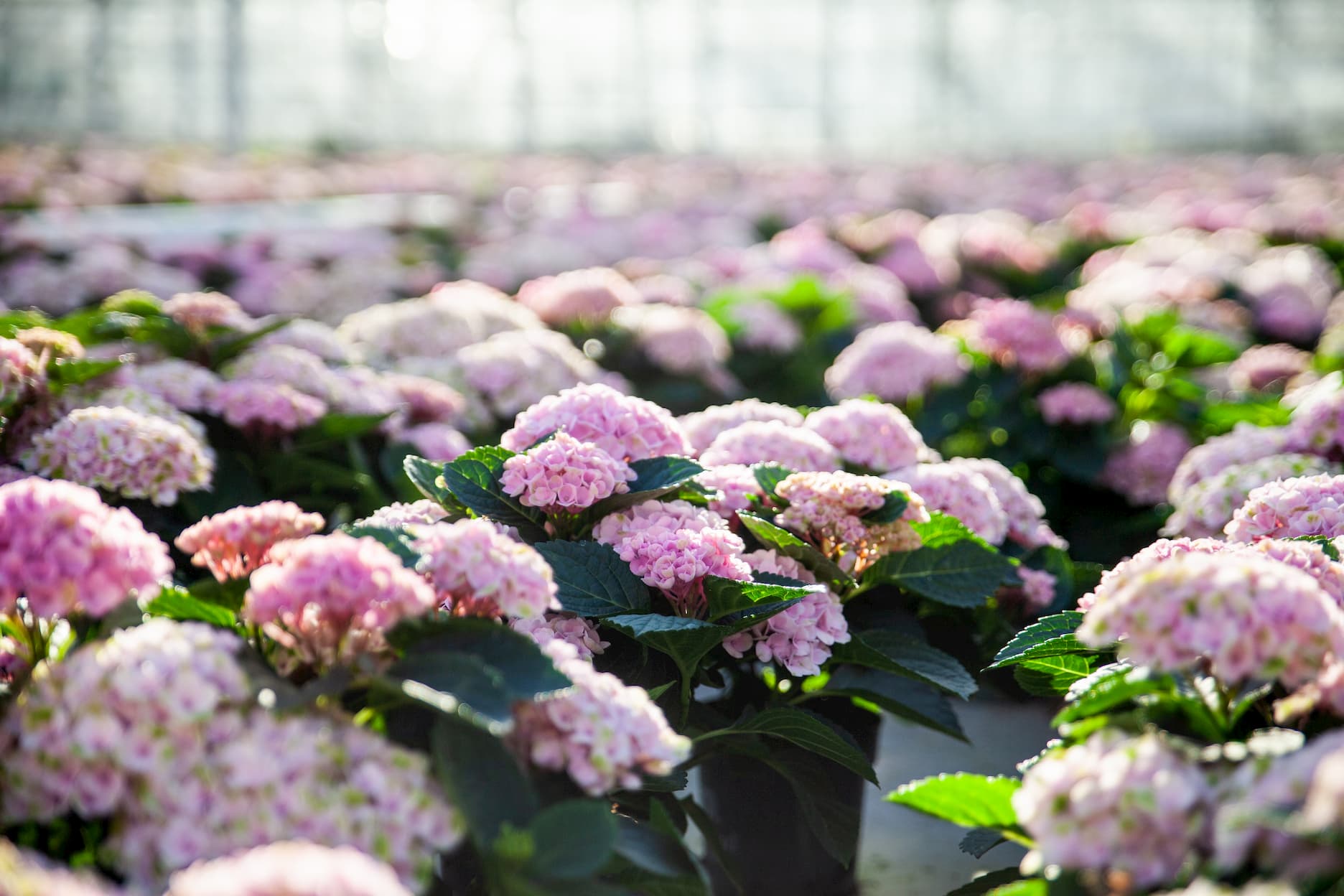 Het verkopen van eigenwijze planten met gestructureerde data